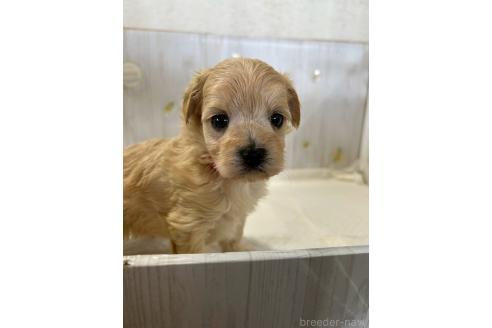 販売中の群馬県のマルプー:マルチーズ×トイプードル-388464の3枚目